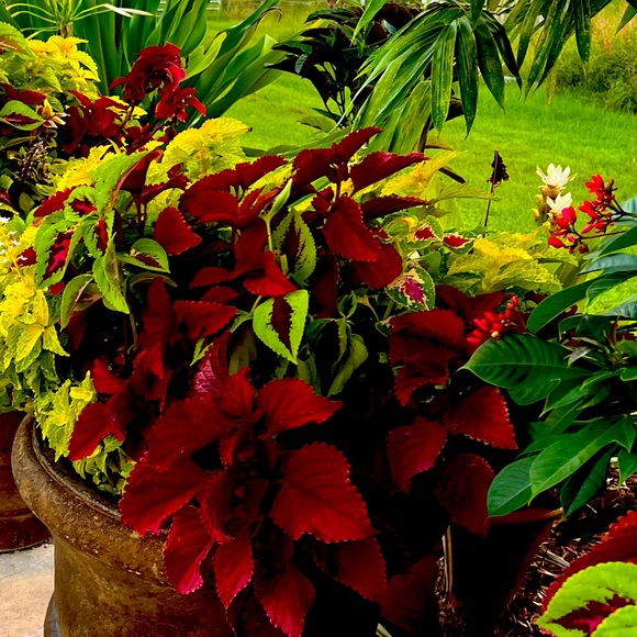 Meet your Posher, Mire - Picture 1 of 1